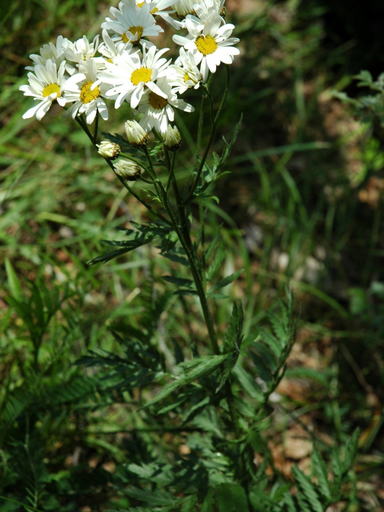 Tanacetum corymbosum
